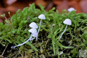 Mycena adscendens (7).jpg_product_product_product